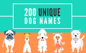 Thanks we are getting a puppy soon and we found the perfect name. 200 Unique Dog Names Male And Female Help Your Dog Stand Out Dog Names Cute Pet Names Cute Puppy Names