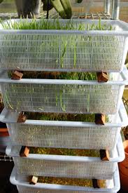 In this video, i'll show you the 3 easy steps to growing your own sprouts using a sprouting tray. My Blog Chickens In The Winter Chicken Coop Chicken Feed