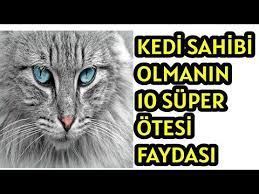 kedi sahibi olmanin 10 super otesi faydasi kedilerin sagliga faydalari youtube 2020 kedi youtube