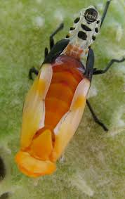 Large Milkweed Bug Molting Oncopeltus Fasciatus Bugguide Net