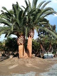 Double Canary Island Date Palm Palm Trees Landscaping Palm Tree Flowers Canary Island Date Palm