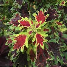 Image result for Coleus sylvestris