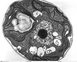 Many eukaryotes are multicellular, but man. Evolutionary Conundrum Of The Day Single Celled Organisms Kill Themselves Scienceline