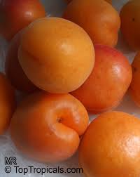 Image result for Prunus armeniaca