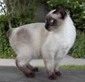 Siamese Manx Cats - Pinterest