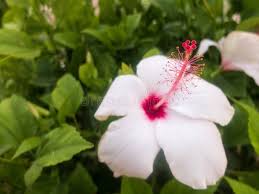 Image result for Hibiscus pusillus
