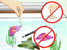 How To Make A Betta Trust You With Pictures Betta Fish Care Betta Fish Betta Aquarium