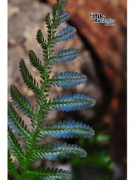 Image result for Selaginella eublepharis