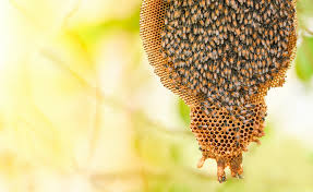 The bee removers is the most efficient and renowned bee removal company in los angeles. Why Should You Remove Bees From Your Home Live Bee Removal