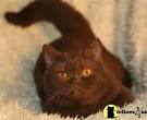 British Shorthair Kittens for Sale - Felines4us