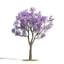 Resultado De Imagen De Jacaranda Mimosifolia Tree Photoshop Trees To Plant Vector Trees