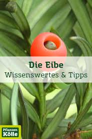Die Eibe Wissenswertes Tipps Pflanzen Heckenpflanzen Kubelpflanzen