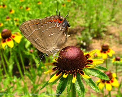 Image result for Ancylobothrys tayloris