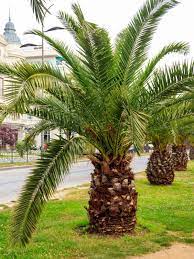 Windmill palms grow 6 to 12 inches per year. Small Palm Trees Learn About Different Types Of Miniature Palm Trees