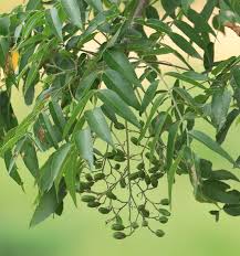 Image result for Kirkia acuminata