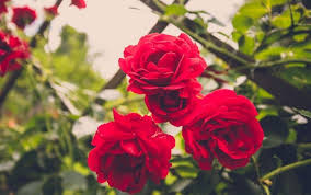 Plant in consistently moist soil. The Best Climbing Plants For Shade David Domoney Climbing Flowers Climbing Plants Climbing Plants Trellis