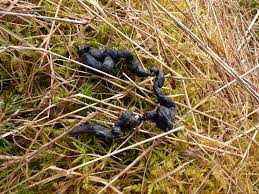Image result for marten poop