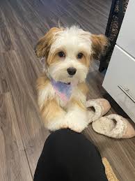 Zali the angle baby, Gus the handsome boy and Olivia the princess. Such a  great day in grooming