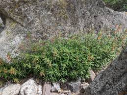 Image result for Scleria laxiflora