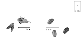 Image result for Brachystegia allenii × boehmii