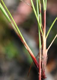 Image result for Schoenus