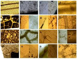 Image result for Agrostis epigejos