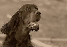 Image result for skotský setr gordonsetr