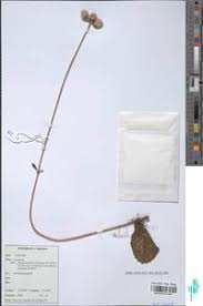 Image result for Haumaniastrum