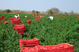 Explore the cidade de formosa goias. Brs Sarakura Jalapeno Pepper Harvest In Catalao Goias Brazil Download Scientific Diagram