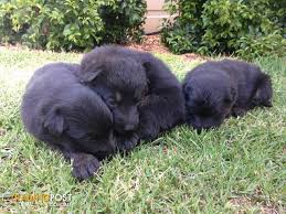 All our puppies for sale come from reputable and audited breeders and hold our unique 10 year health guarantee, puppyness guarantee, are fully vaccinated, vet checked and went through internal and external parasite treatment and several vet checks. Black And Sable Working Line German Shepherd Puppies For Sale 1 Male Available