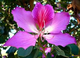 Image result for Bauhinia purpurea