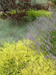 Maybe you would like to learn more about one of these? Great Design Plant Golden Breath Of Heaven