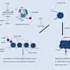 Histone phosphorylation at serine and threonine residues can influence transcription, chromosome condensation, dna repair and apoptosis. 1