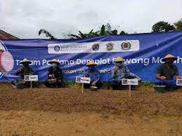 Untuk memenuhi tugas mata pelajaran ipa. Menuju Swasembada Kpwbi Provinsi Kaltara Bersama Pemkot Tarakan Programkan Demplot Bawang Merah Jendela Kaltara
