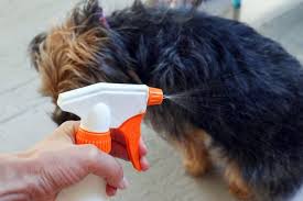 3 Recettes De Shampoing Pour Chien Fait Maison Et Naturel Rover Blog In 2020 Dog Perfume Diy Dog Stuff Dog Spray