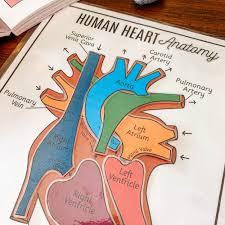 Busy muscles need plenty of nerve supply and blood flow. Heart Anatomy Archives Arrows Applesauce