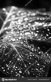 Yağmur yaprak stok fotoğraflar, telifsiz resimler, görseller | Depositphotos