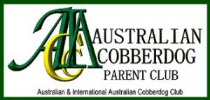 The australian cobberdog temperament really sets it apart from all other breeds. Cobberdog Puppies For Sale Australian Labradoodle Difference