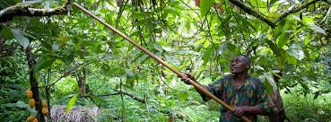 Second reason is the market for organic food in malaysia is still very small and still has a long way to go in malaysia. Organic Cocoa Farming Production Barry Callebaut