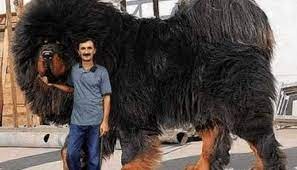 Aceasta este cea mai mică rasă de câini din lume, cântărind între 4 și kilograme 6 cu o înălțime cuprinsă între 6 și 10 inch. Pin On Transport Vietnam