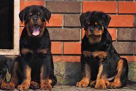 Rottweiler Lifespan How Long Will A Rottweiler Live