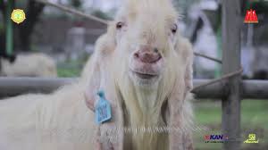 Adapun beberapa jenis kambing ternakan yang ada atau pernah ada di indonesia, di antaranya sebagai berikut. Kambing Senduro Bbib Singosari Youtube