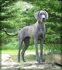 Blue Great Dane Magnificent Regal Dogs Dane Puppies Great Dane Dogs Blue Great Danes