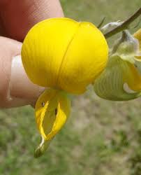 Image result for Crotalaria capensis