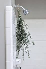 How To Take A Eucalyptus Shower Recipe With Images Eucalyptus Shower