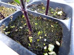 Indoor planters and container gardens are common hosts, as they retain more moisture. Why Is Algae Growing On My Soil Fixes For Algae Growth On Seed Starting Mix