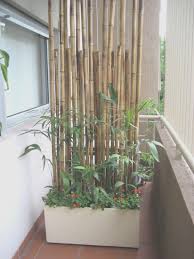 Balkon Sichtschutz Pflanzen Pflanzkuebel Bambusstangen Wand Balkonsichtschutz Balkon Sichtschutz Sichtschutz Pflanzen Balkon Pflanzen