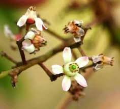 Image result for Ekebergia benguelensis