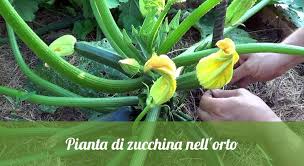 Insieme ai peperoni, pomodori e melanzane, le zucchine sono tra gli ortaggi più apprezzati in cucina e sono i simboli prelibati della bella stagione, vediamo come coltivare facilmente. Come Coltivare Le Zucchine Orto24