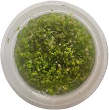 Image result for Lemna minor